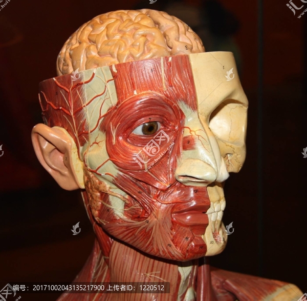 頭
