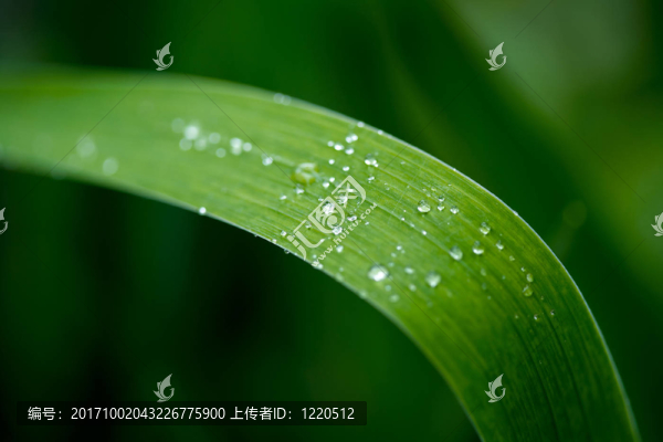 草地