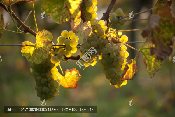 陽(yáng)光照射下葡萄藤上的白葡萄酒