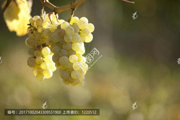 陽(yáng)光照射下葡萄藤上的白葡萄酒