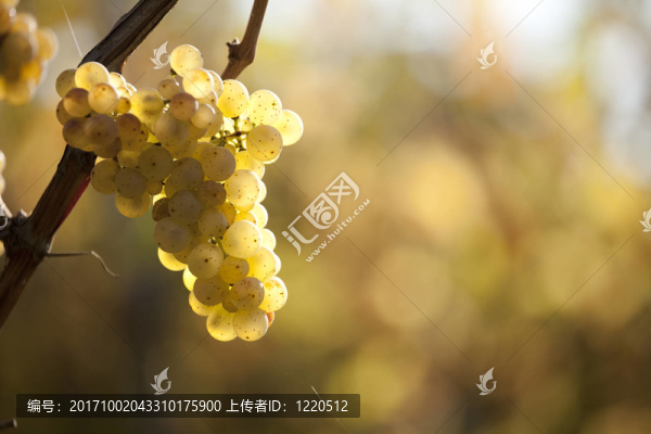 陽光照射下葡萄藤上的白葡萄酒