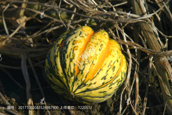 農(nóng)業(yè)