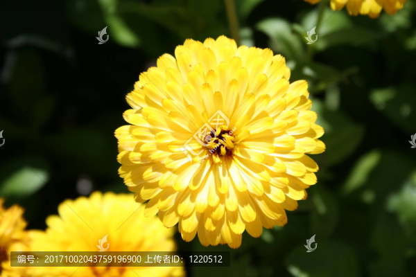 黃色的萬(wàn)壽菊的花瓣