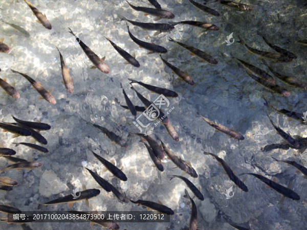鱒魚
