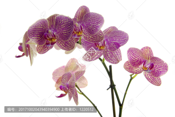 花卉