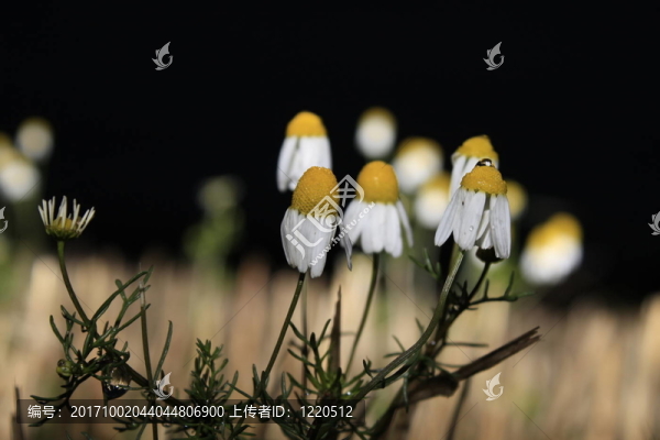 洋甘菊