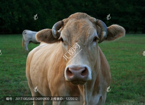 動物