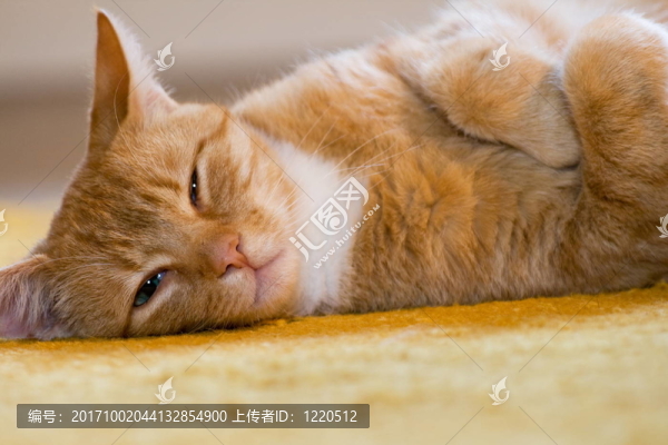 凱特的肖像