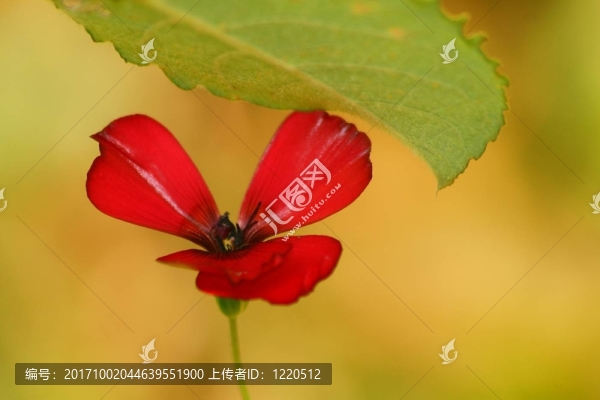 小