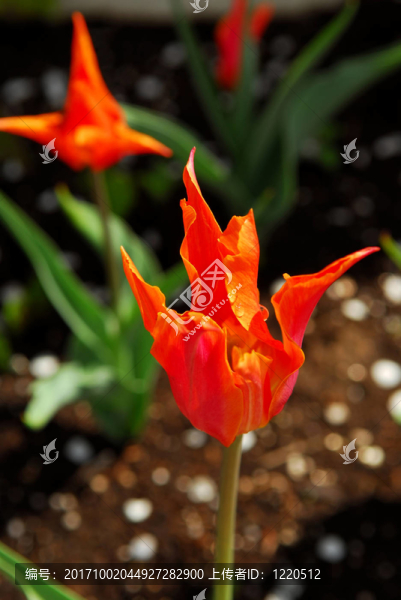 花園里的花