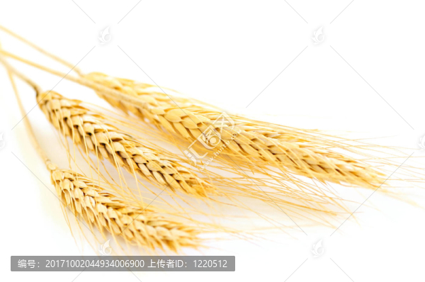 糧食豐收
