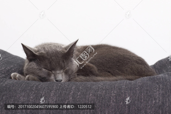 寵物
