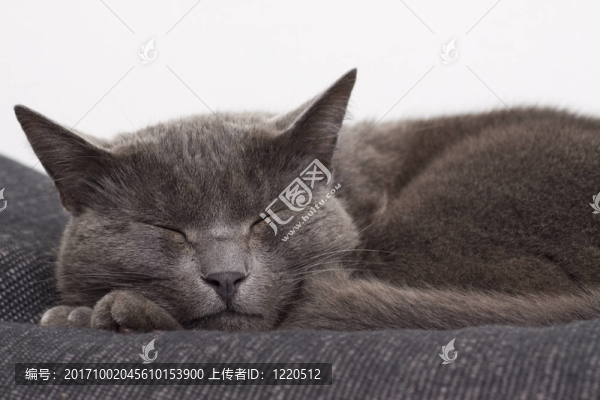 寵物