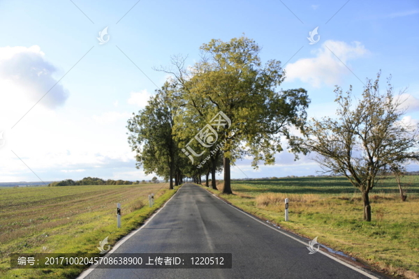 樹