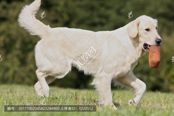 狗