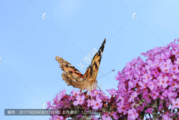 花卉
