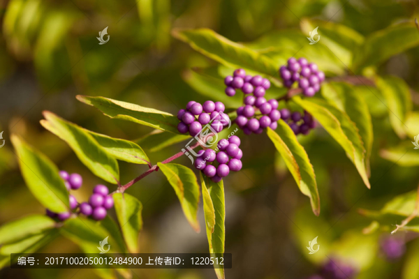 rowanberries