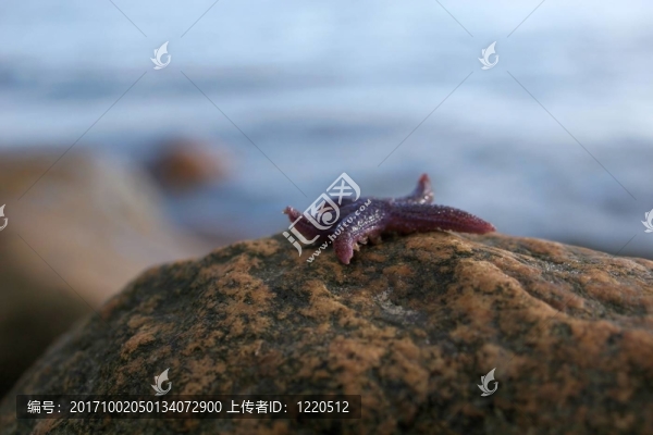 海星