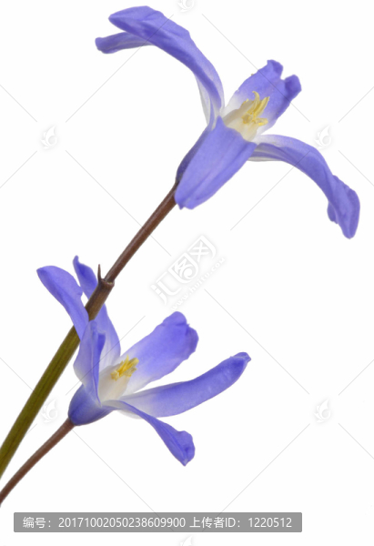 sternhyazinthen