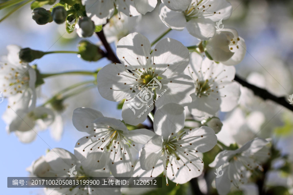 櫻花