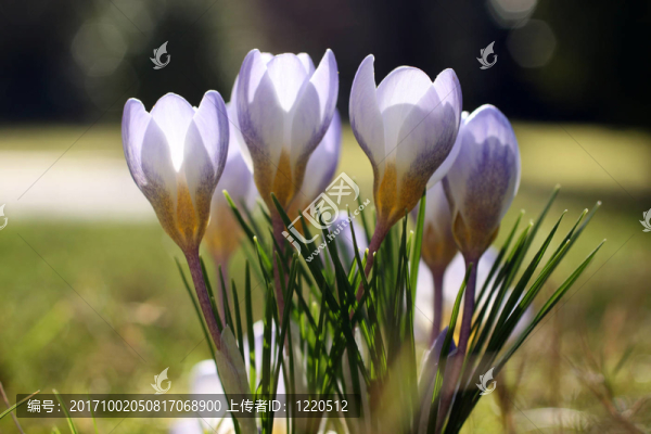 krokusblü十