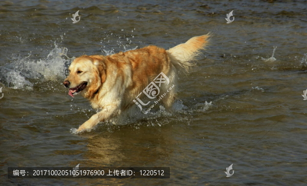 金毛獵犬