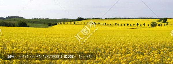 rapsfeld