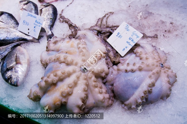 章魚