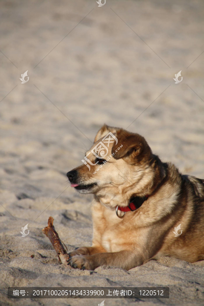 狗在海灘上玩棍子