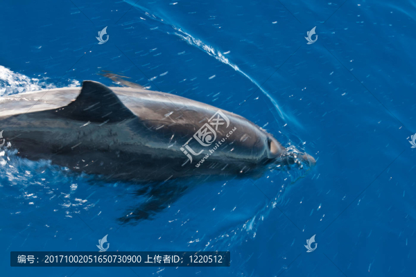 野生海豚（特寫鏡頭）