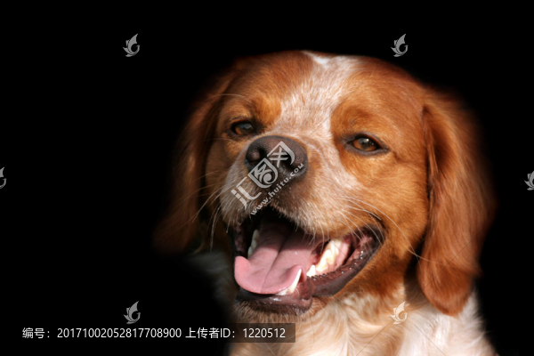 hundeportrait,epagneul布雷頓