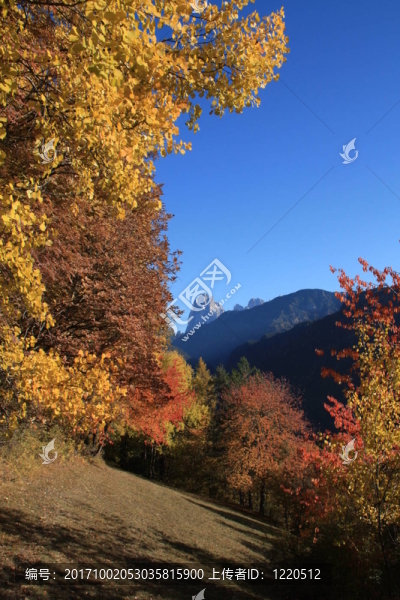 山