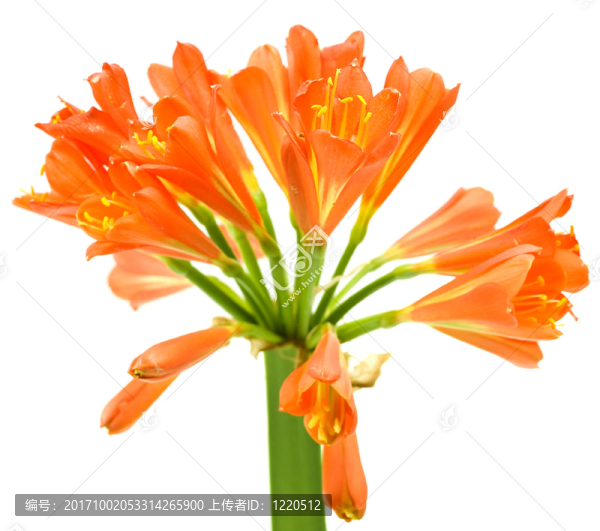 花卉