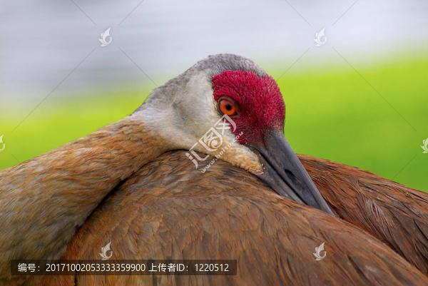 鳥