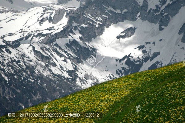 蒲公英的草地