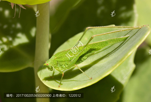 綠色蚱蜢，Tettigonia,viridissima