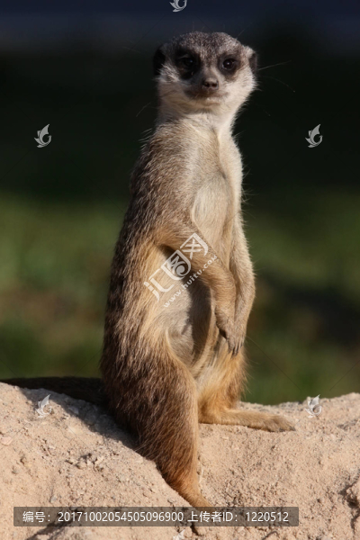 動物