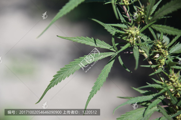 大麻