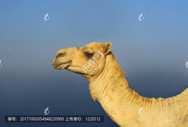 哺乳動物