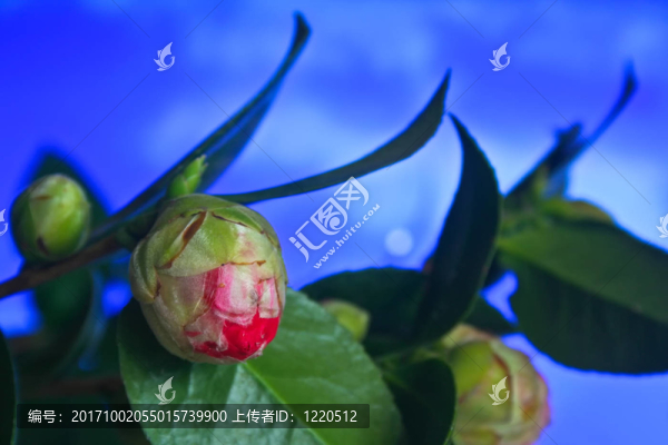 花卉