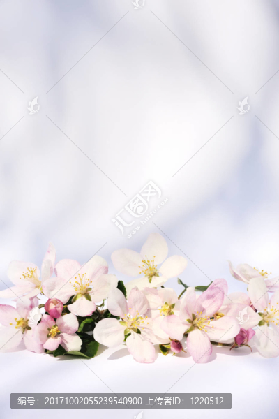 花卉