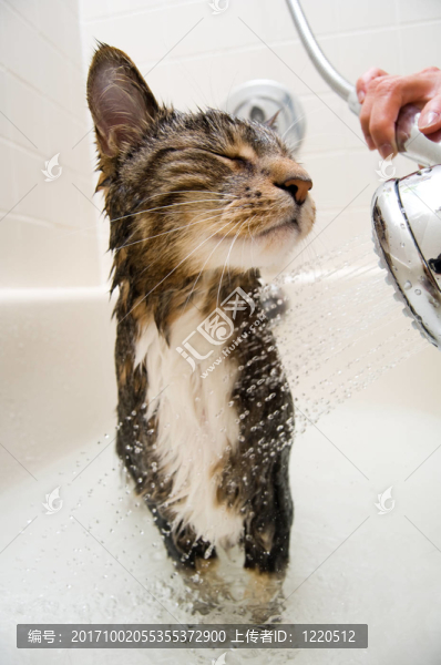 動(dòng)物-匯圖網(wǎng) www.fosd68.com 動(dòng)物