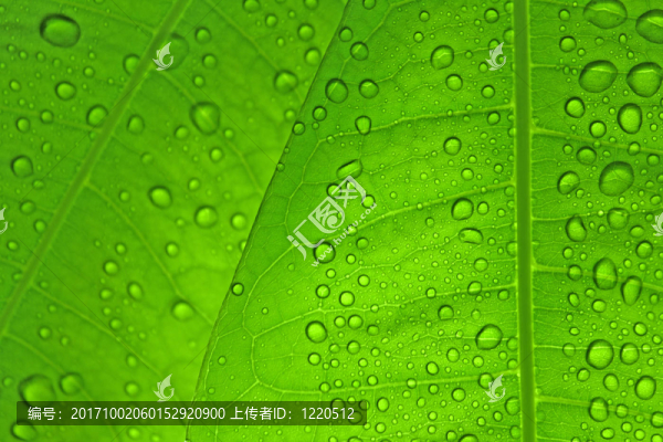 葉