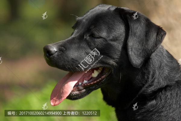 狗