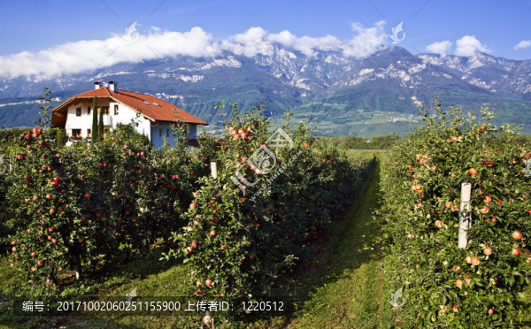 果樹的üdtirol