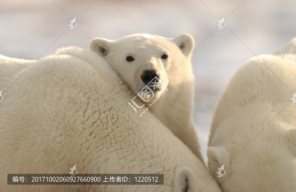 動物