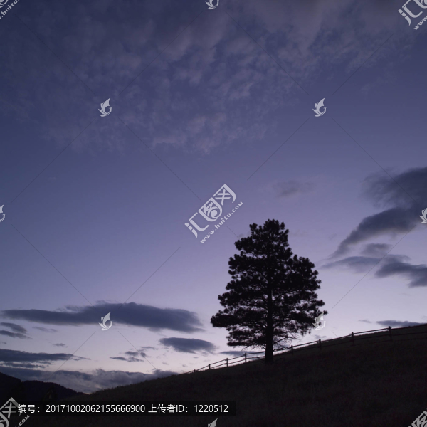 樹