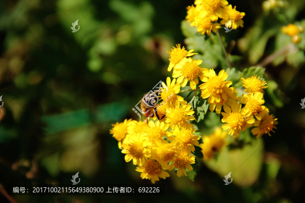 蜂花戀