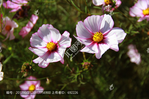 格?；? title=
