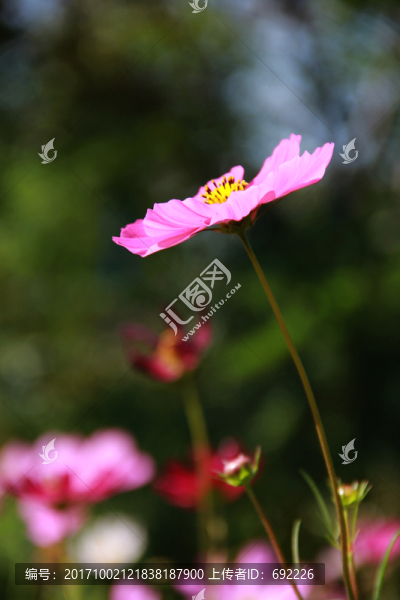 格?；? title=